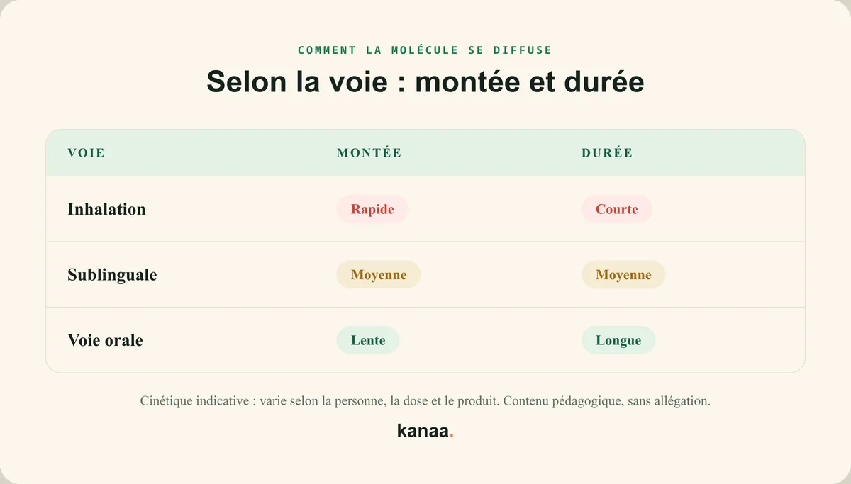 Cinétique du CBD selon la voie : inhalation (montée rapide, durée courte), sublinguale (moyenne), voie orale (lente, longue).